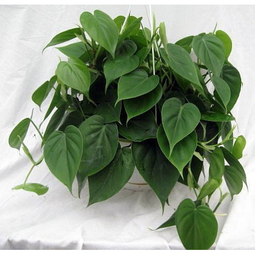 Heart Leaf Philodendron - Easiest House Plant to Grow - 4 Pot - L...