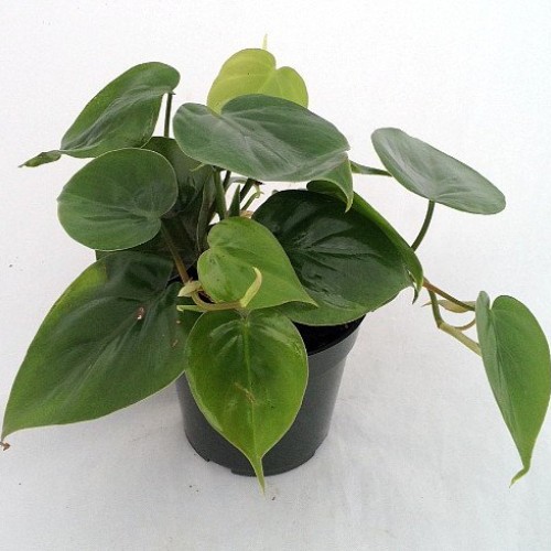 Heart Leaf Philodendron - Easiest House Plant to Grow - 4 Pot - L...