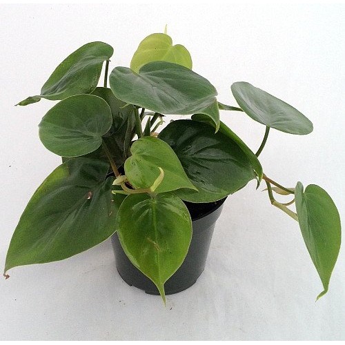 Heart Leaf Philodendron - Easiest House Plant to Grow - 4 Pot - L...