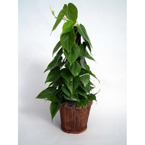 Heart Leaf Philodendron - Easiest House Plant to Grow - 4 Pot - L...