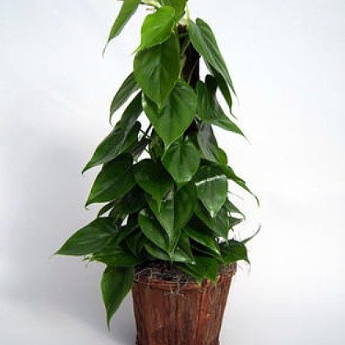 Heart Leaf Philodendron - Easiest House Plant to Grow - 4 Pot - L...