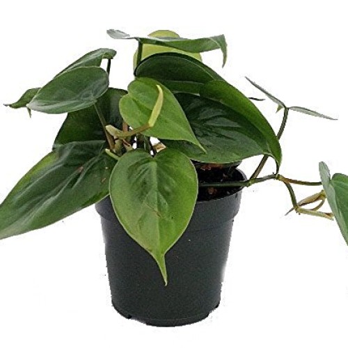 Heart Leaf Philodendron - Easiest House Plant to Grow - 4 Pot - L...