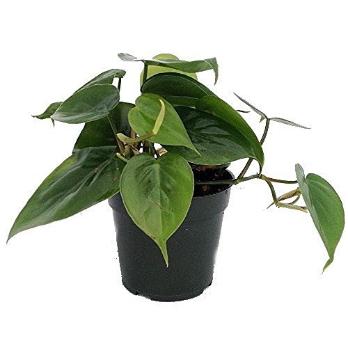 Heart Leaf Philodendron - Easiest House Plant to Grow - 4 Pot - L...