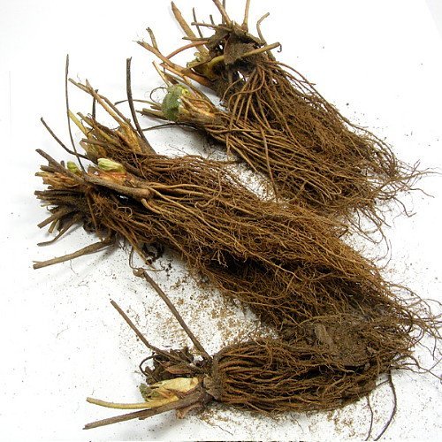 Hirts Gardens B00U2PZJPE Everbearing Ozark Beauty Strawberry 20 B...