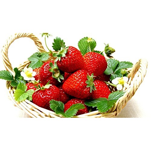 Hirts Gardens B00U2PZJPE Everbearing Ozark Beauty Strawberry 20 B...
