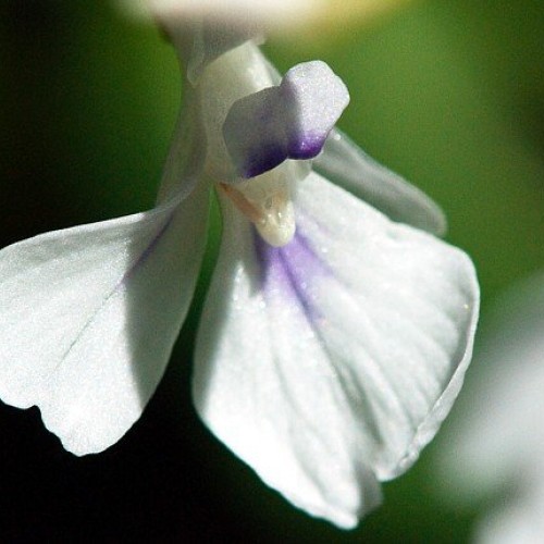 Hirts Green Prayer Plant - Maranta - Easy to grow - 4 Pot