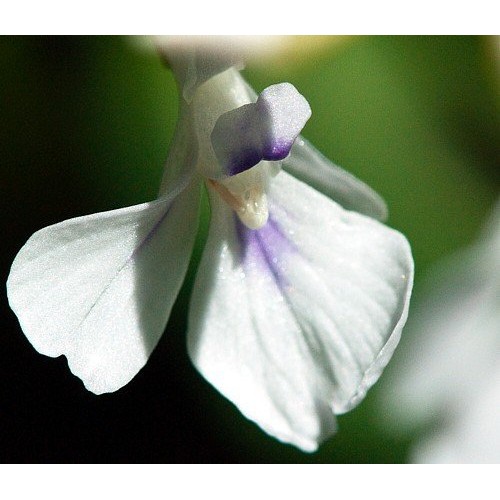 Hirts Green Prayer Plant - Maranta - Easy to grow - 4 Pot