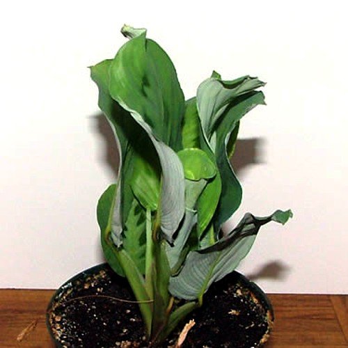 Hirts Green Prayer Plant - Maranta - Easy to grow - 4 Pot