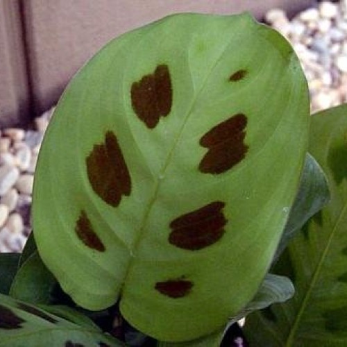 Hirts Green Prayer Plant - Maranta - Easy to grow - 4 Pot