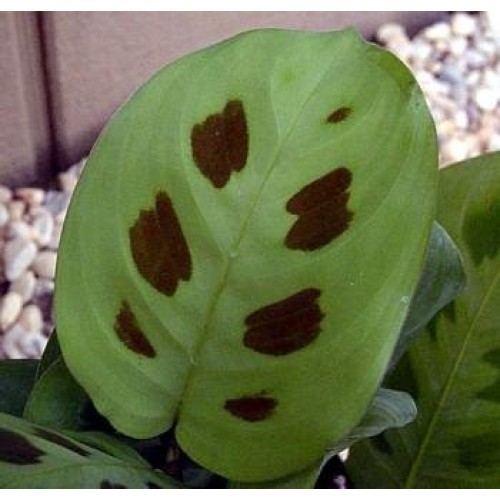 Hirts Green Prayer Plant - Maranta - Easy to grow - 4 Pot