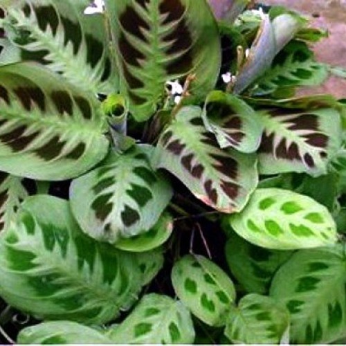 Hirts Green Prayer Plant - Maranta - Easy to grow - 4 Pot