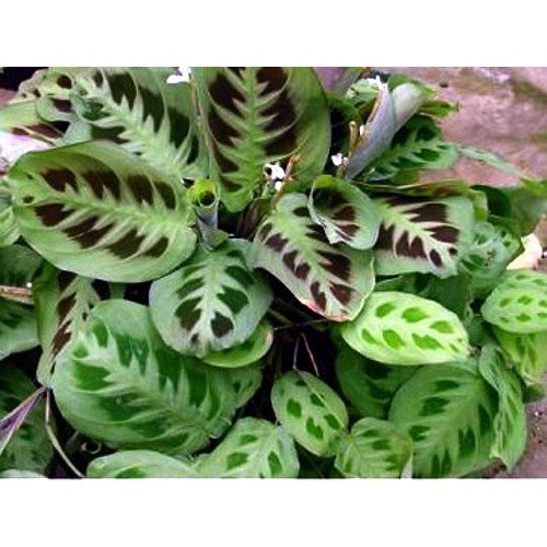 Hirts Green Prayer Plant - Maranta - Easy to grow - 4 Pot
