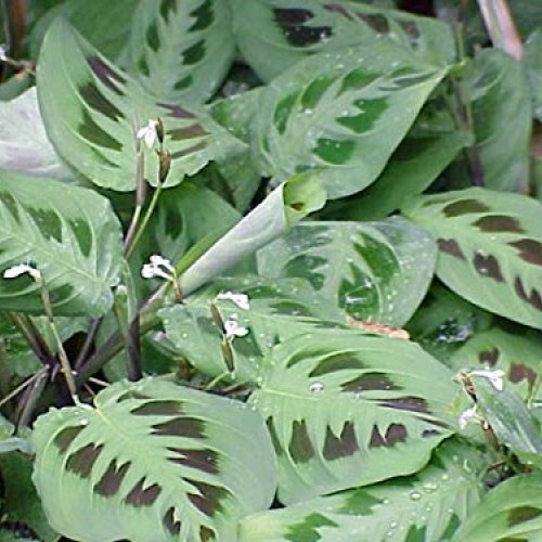 Hirts Green Prayer Plant - Maranta - Easy to grow - 4 Pot