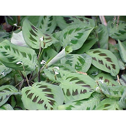 Hirts Green Prayer Plant - Maranta - Easy to grow - 4 Pot