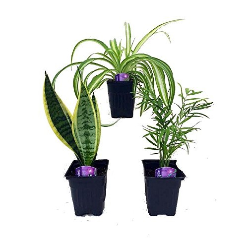 Hirts House Plant Collection - Parlor Palm, Spider Plant, Snake P...