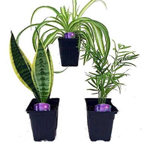Hirts House Plant Collection - Parlor Palm, Spider Plant, Snake P...