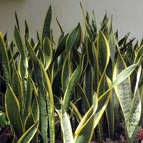 Laurentii Snake Plant - Sansevieria - Impossible to kill! - 4 Pot