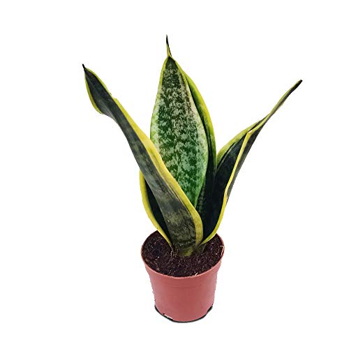 Laurentii Snake Plant - Sansevieria - Impossible to kill! - 4 Pot