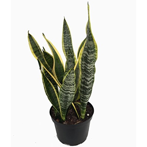 Laurentii Snake Plant - Sansevieria - Impossible to kill! - 6 Pot