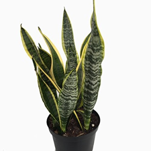 Laurentii Snake Plant - Sansevieria - Impossible to kill! - 6 Pot