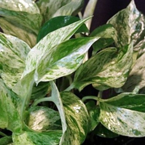 Marble Queen Devils Ivy - Pothos - Epipremnum - 4 Pot - Easy to ...