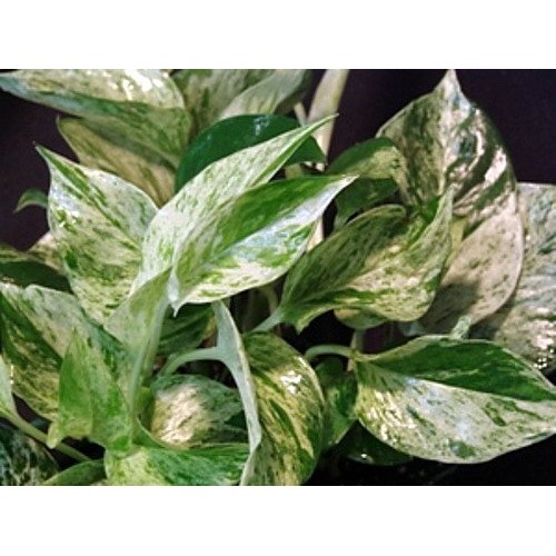 Marble Queen Devils Ivy - Pothos - Epipremnum - 4 Pot - Easy to ...