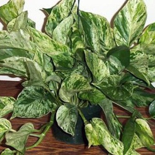 Marble Queen Devils Ivy - Pothos - Epipremnum - 4 Pot - Easy to ...