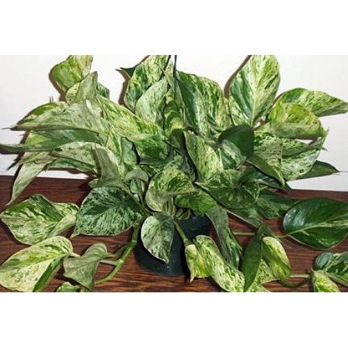 Marble Queen Devils Ivy - Pothos - Epipremnum - 4 Pot - Easy to ...