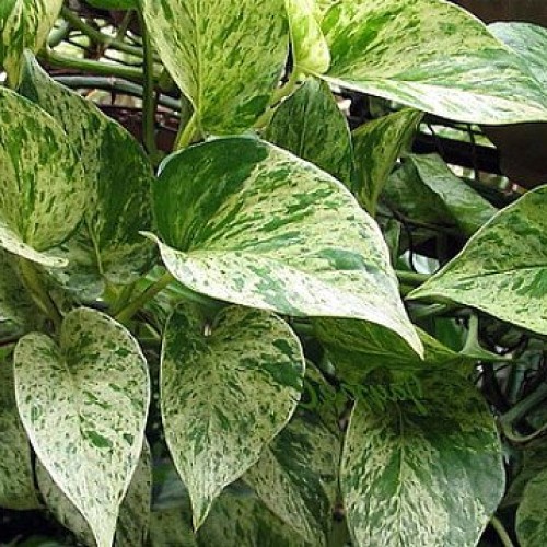 Marble Queen Devils Ivy - Pothos - Epipremnum - 4 Pot - Easy to ...