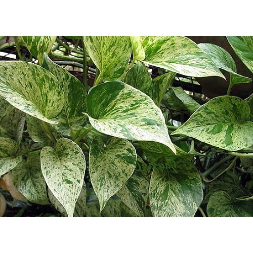 Marble Queen Devils Ivy - Pothos - Epipremnum - 4 Pot - Easy to ...