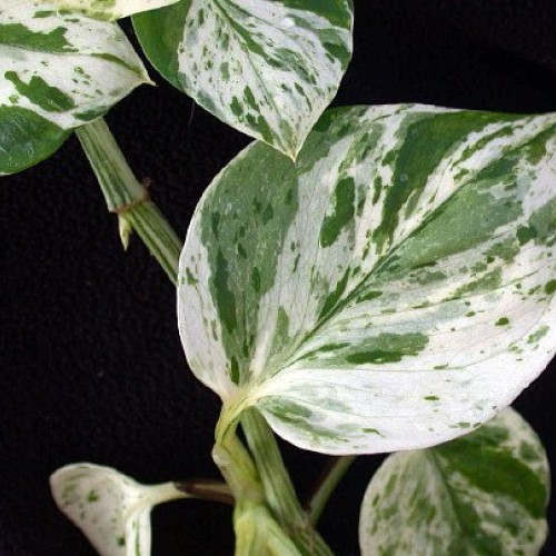 Marble Queen Devils Ivy - Pothos - Epipremnum - 4 Pot - Easy to ...