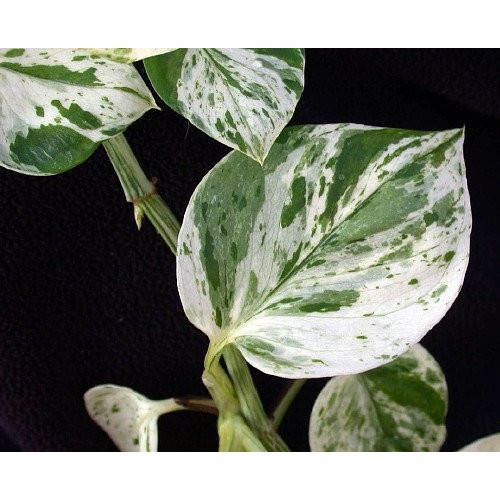 Marble Queen Devils Ivy - Pothos - Epipremnum - 4 Pot - Easy to ...