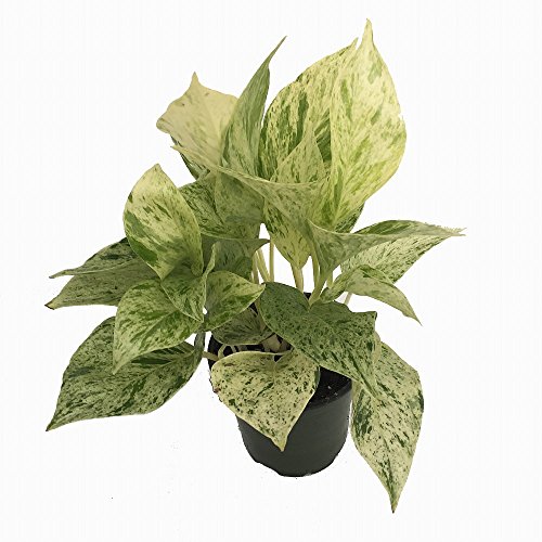 Marble Queen Devils Ivy - Pothos - Epipremnum - 4 Pot - Easy to ...