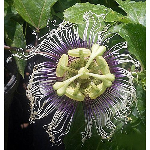 Possum Purple Edible Passion Vine Plant - Passiflora edulis - Exot...
