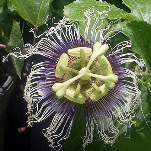 Possum Purple Edible Passion Vine Plant - Passiflora edulis - Exot...