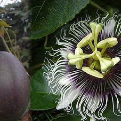 Possum Purple Edible Passion Vine Plant - Passiflora edulis - Exot...