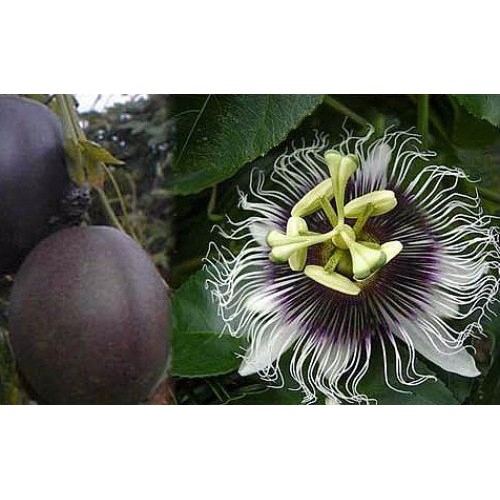 Possum Purple Edible Passion Vine Plant - Passiflora edulis - Exot...