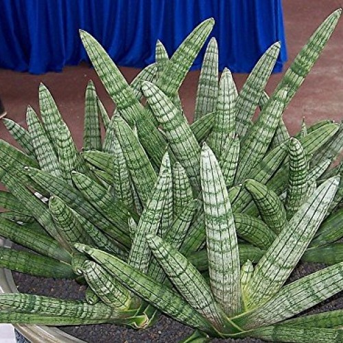 Rare Starfish Snake Plant - Sanseveria boncellensis - 2.5 Pot - E...