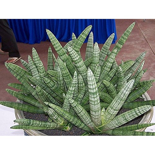 Rare Starfish Snake Plant - Sanseveria boncellensis - 2.5 Pot - E...