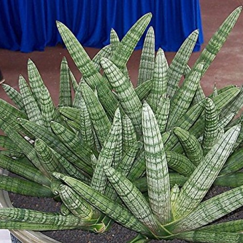 Rare Starfish Snake Plant - Sanseveria boncellensis - 2.5 Pot - E...