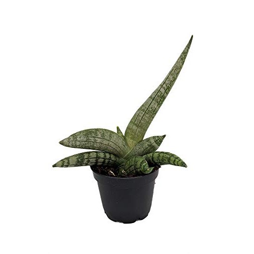 Rare Starfish Snake Plant - Sanseveria boncellensis - 2.5 Pot - E...