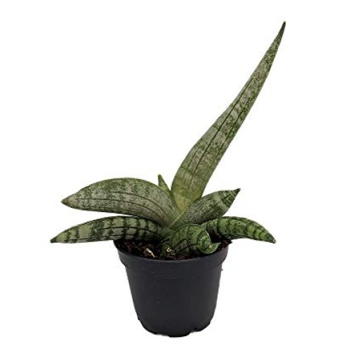Rare Starfish Snake Plant - Sanseveria boncellensis - 2.5 Pot - E...