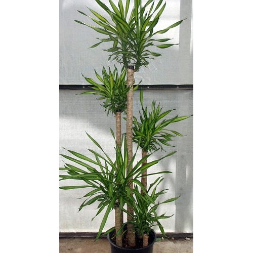 Riki Madagascar Dragon Tree - Dracaena - 6 Pot - Easy to Grow Hou...