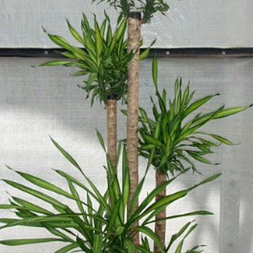 Riki Madagascar Dragon Tree - Dracaena - 6 Pot - Easy to Grow Hou...