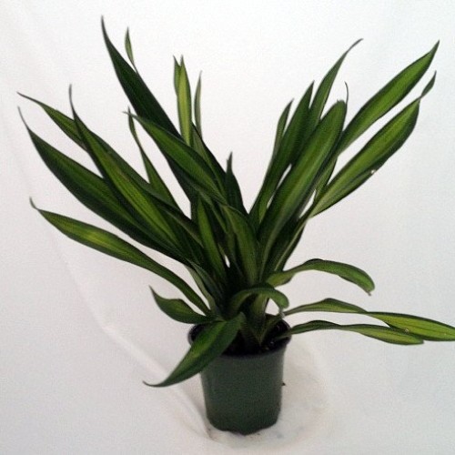 Riki Madagascar Dragon Tree - Dracaena - 6 Pot - Easy to Grow Hou...