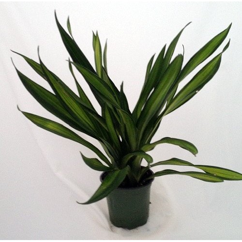 Riki Madagascar Dragon Tree - Dracaena - 6 Pot - Easy to Grow Hou...