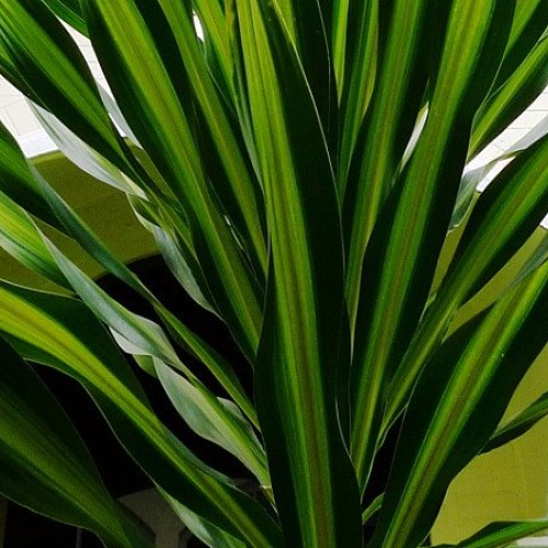Riki Madagascar Dragon Tree - Dracaena - 6 Pot - Easy to Grow Hou...