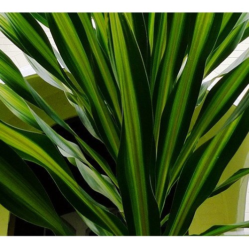 Riki Madagascar Dragon Tree - Dracaena - 6 Pot - Easy to Grow Hou...