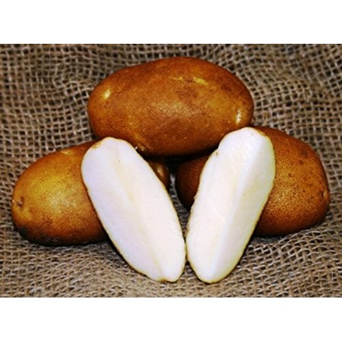 Russet Burbank Potato 6 Certified Seed Tubers