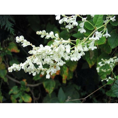Silver Lace Vine - Polygonum aubertii - 2.5 Pot